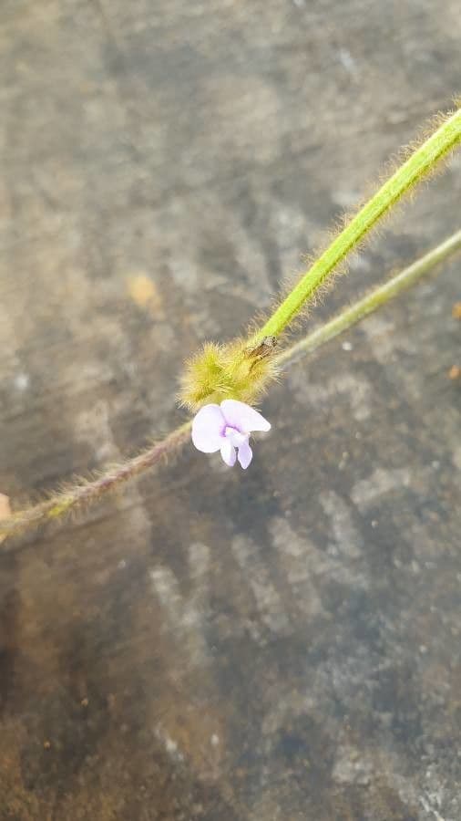 Calopogonium 7