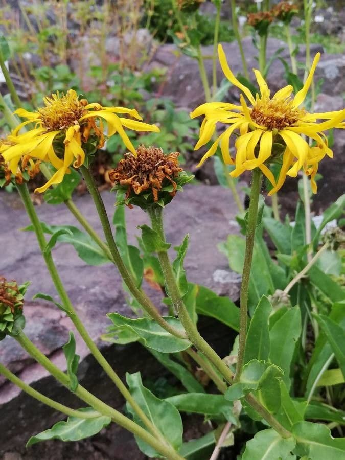Pyrrocoma crocea 3