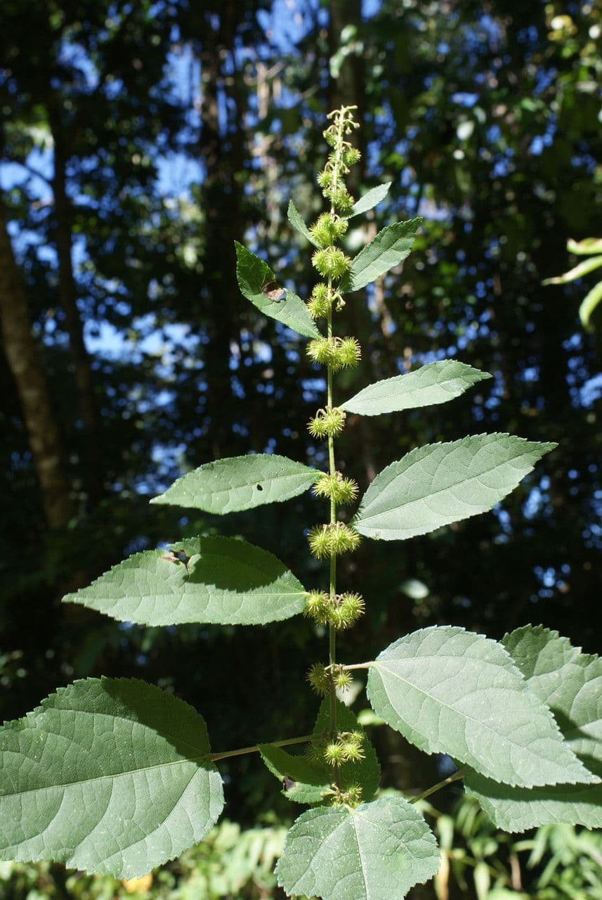 Triumfetta rhomboidea 12