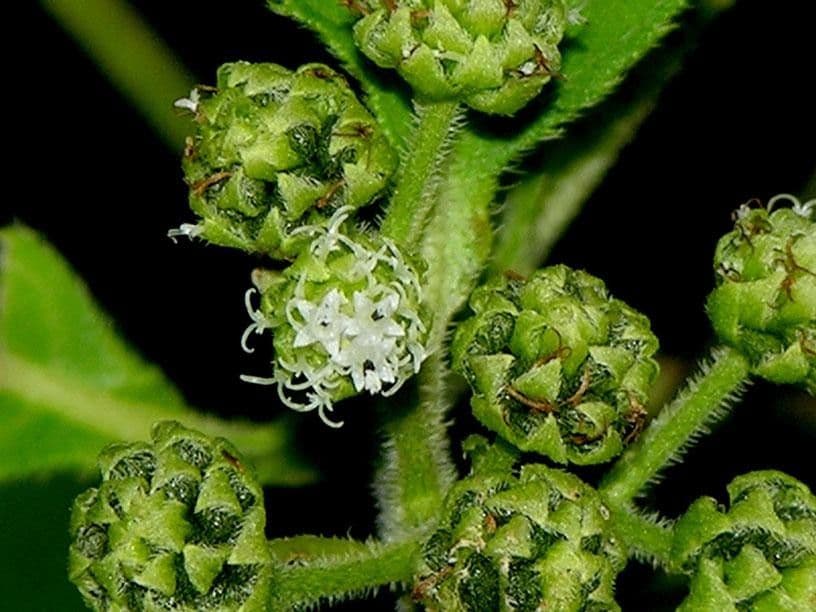 Clibadium eggersii 2