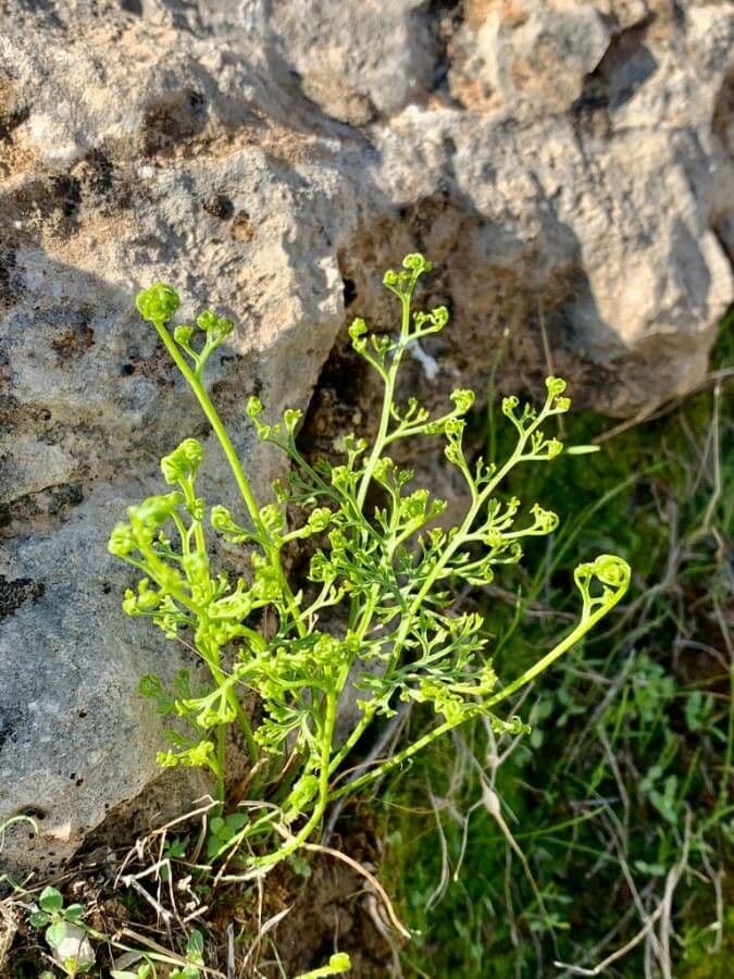 Onychium