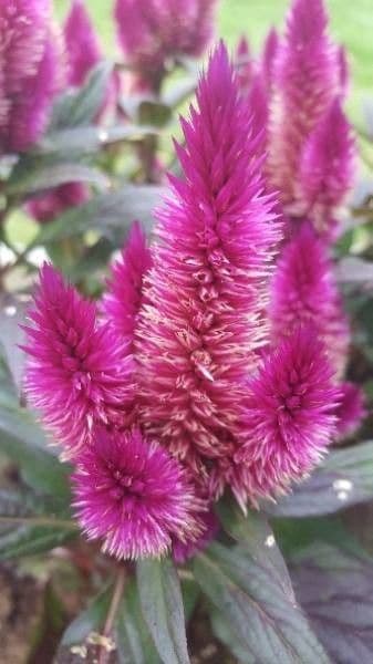 Celosia argentea 9