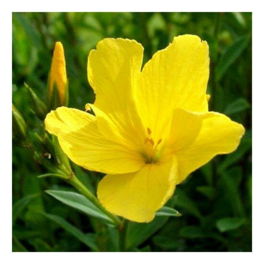 Lino giallo