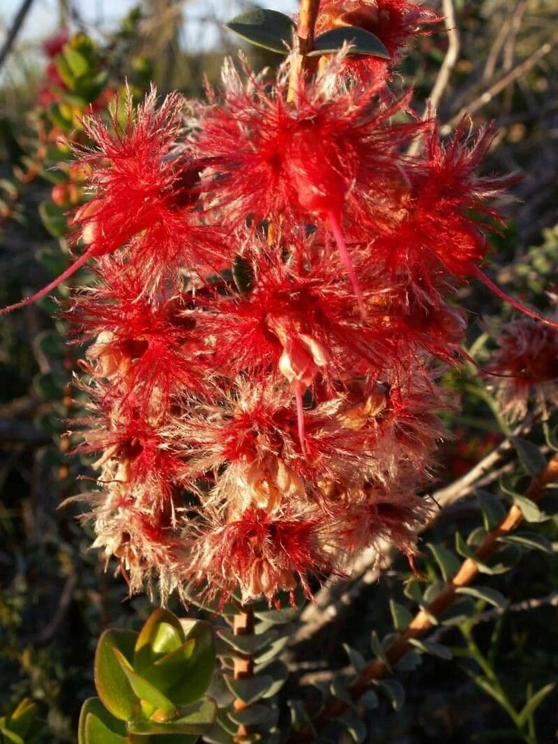 Verticordia 3