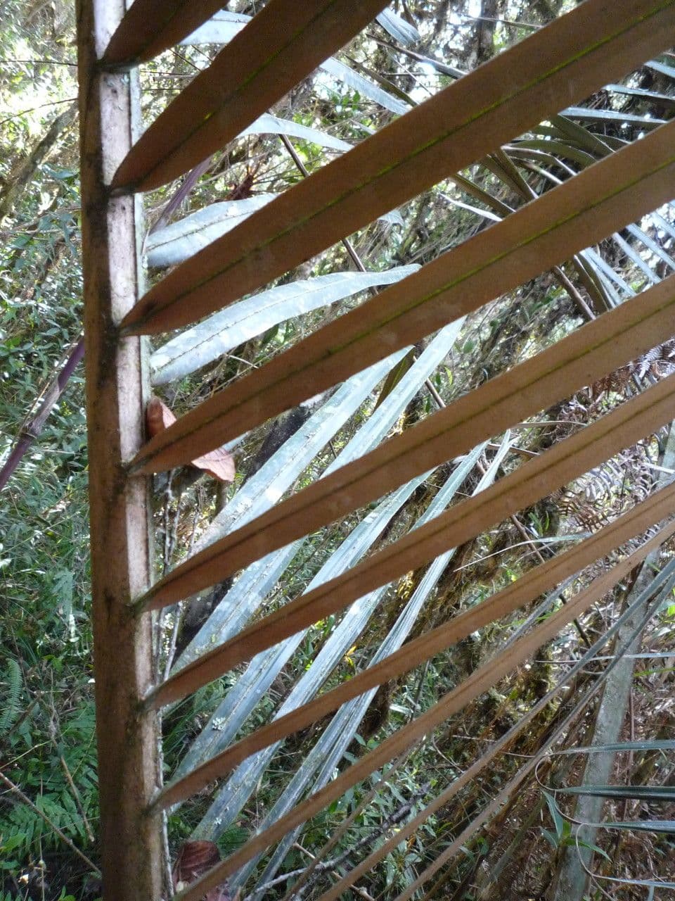 Ceroxylon 6