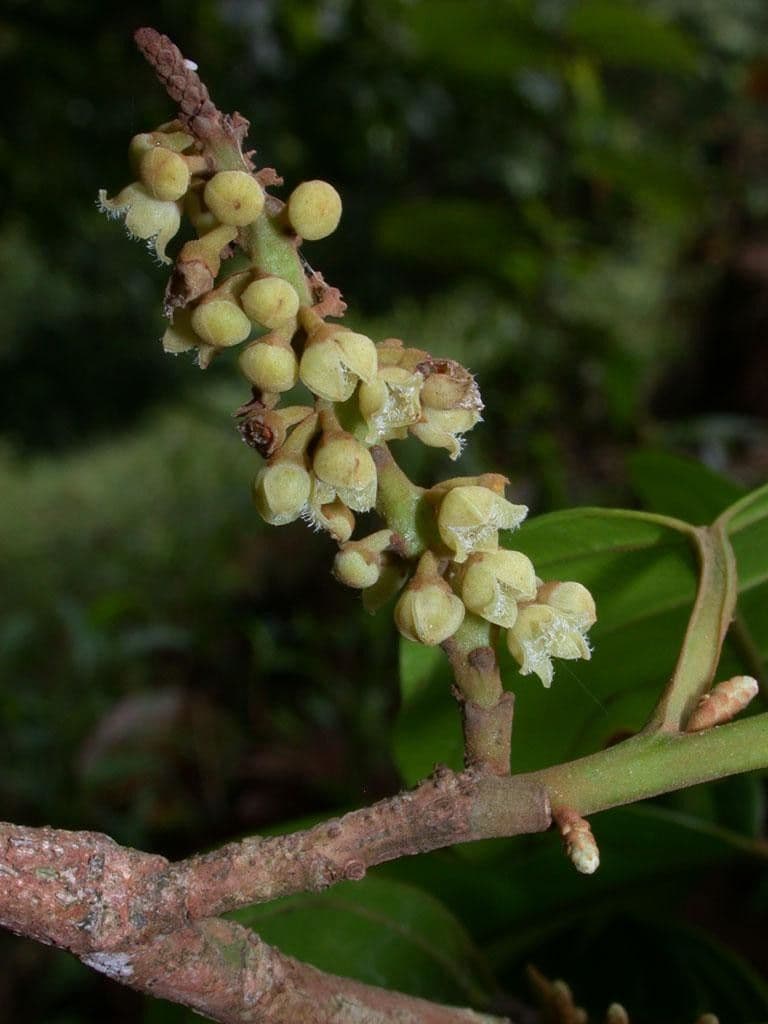 Minquartia guianensis 6