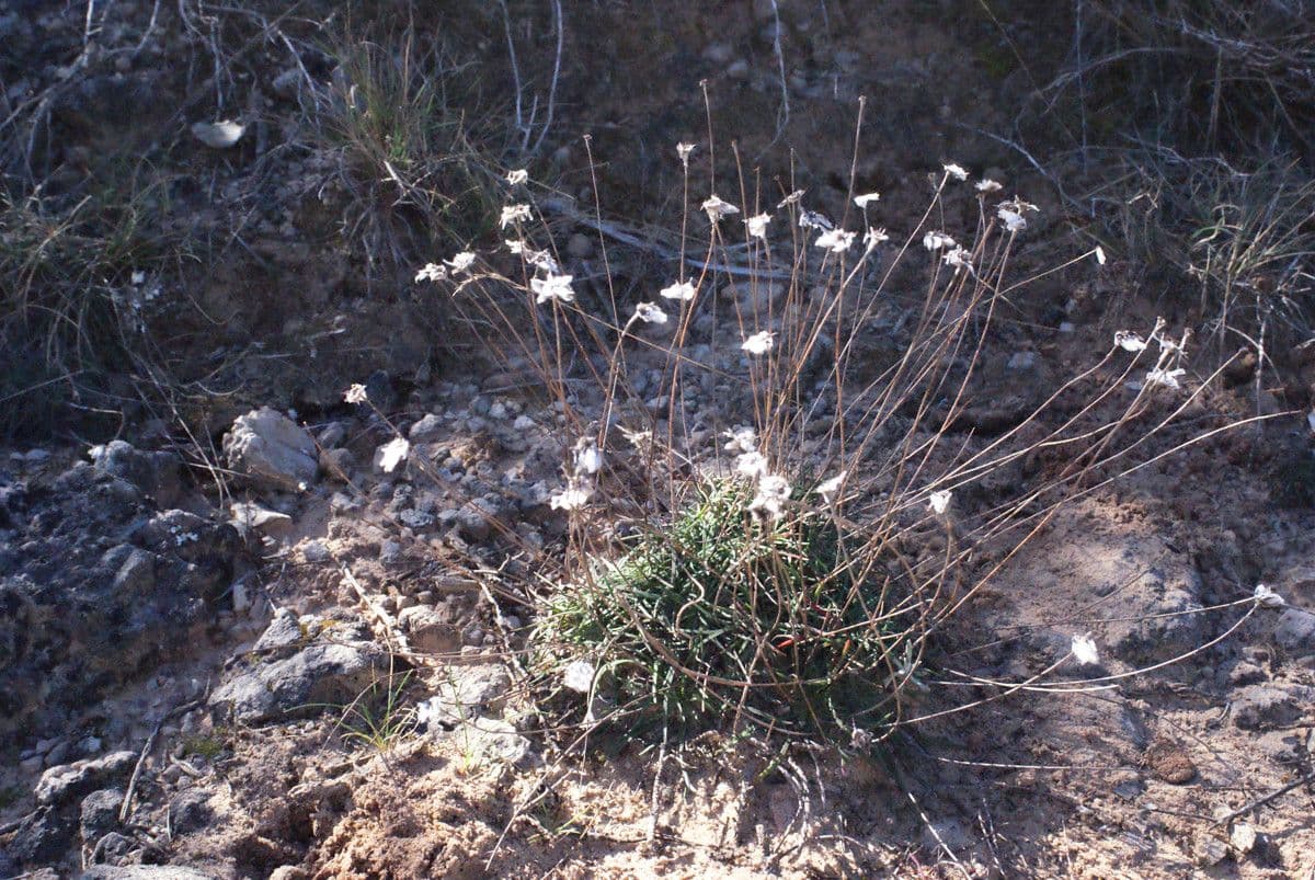 Armeria 11