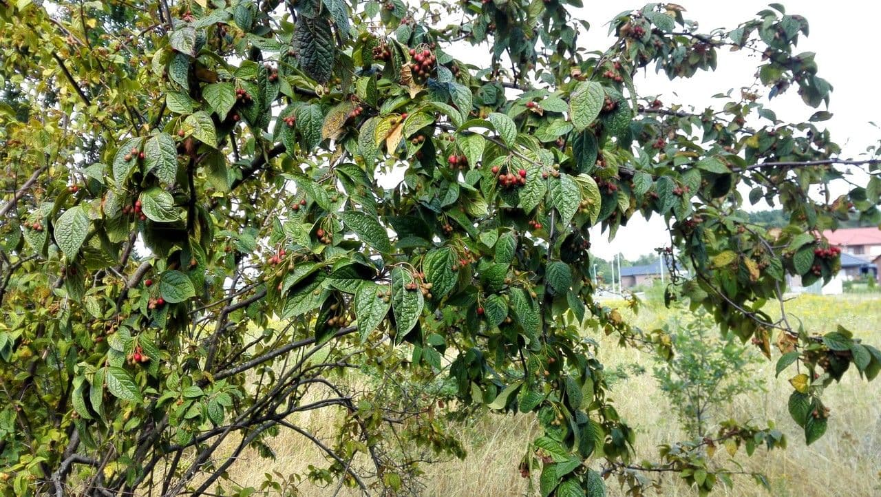 Cotonéaster 14