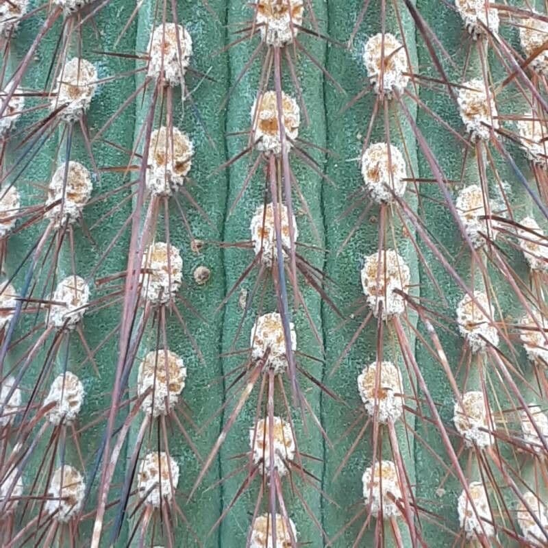 Cleistocactus 14