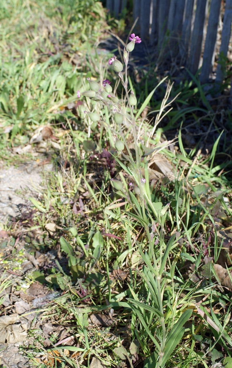 Silene conica 11