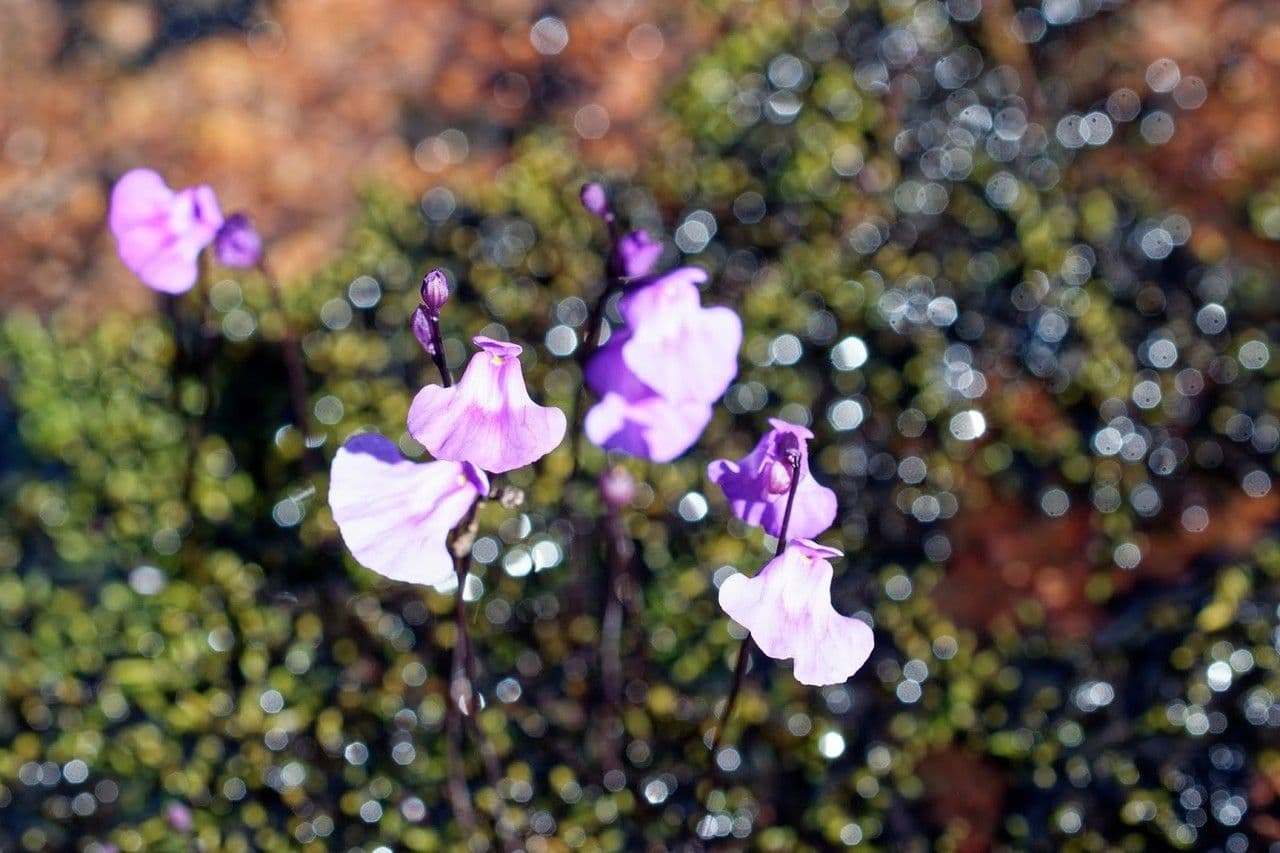 Utricularia