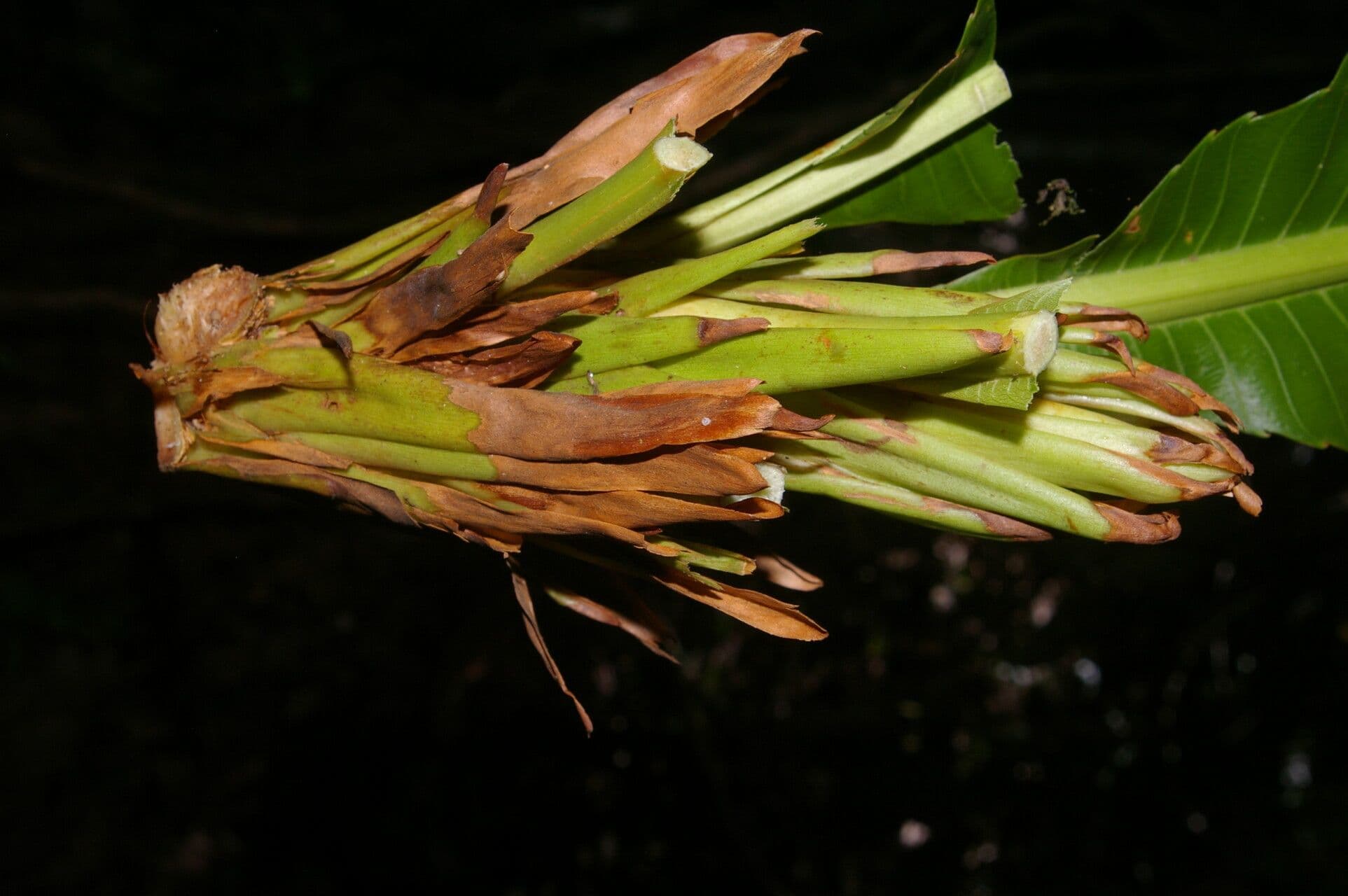 Cespedesia