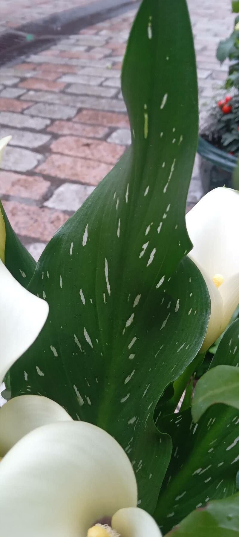Calla 17