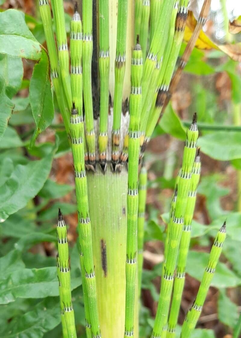 Přeslička obrovská 21