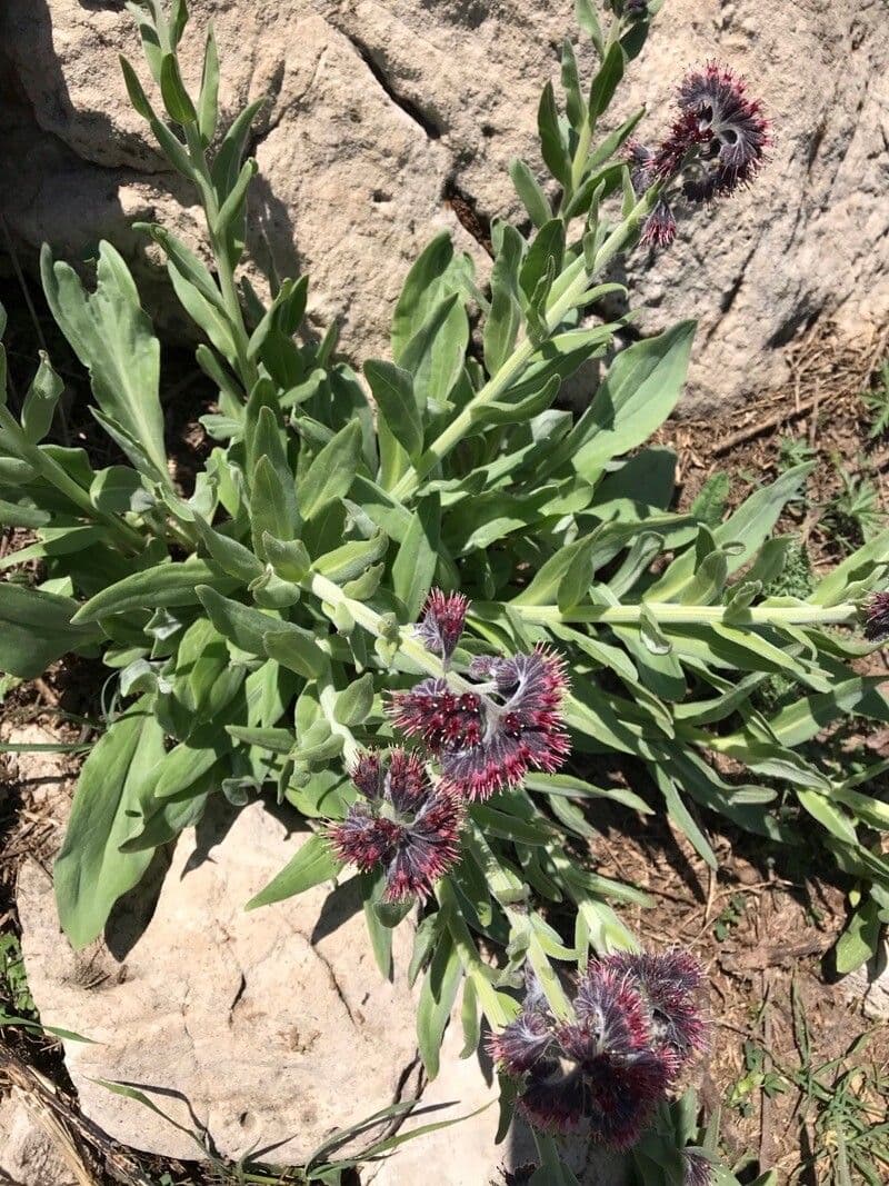 Solenanthus 2