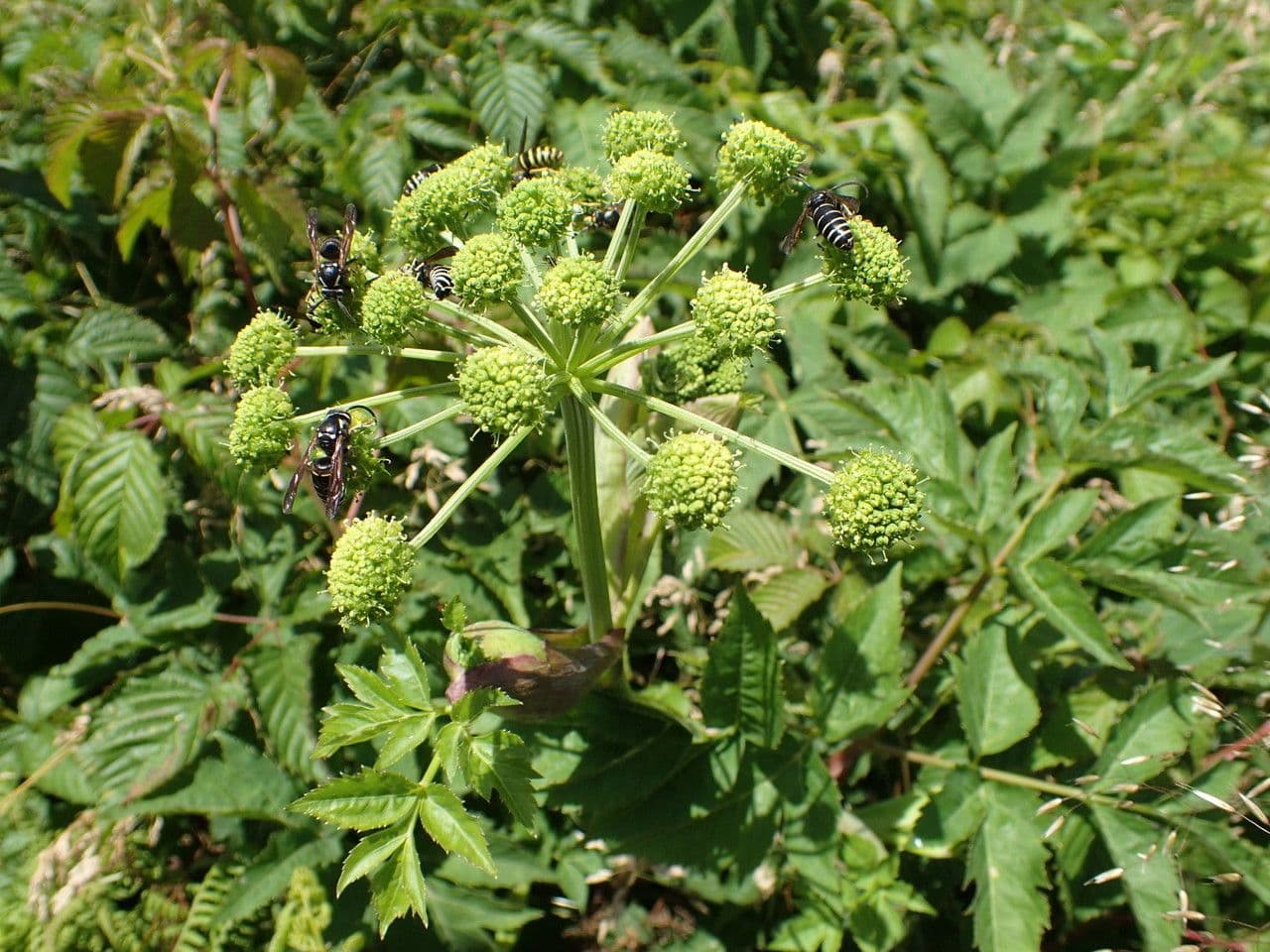 Milosrdník 3