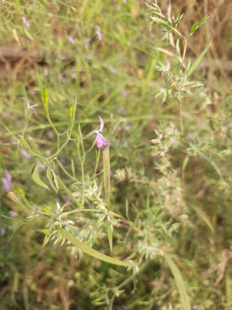 Dicliptera paniculata 2