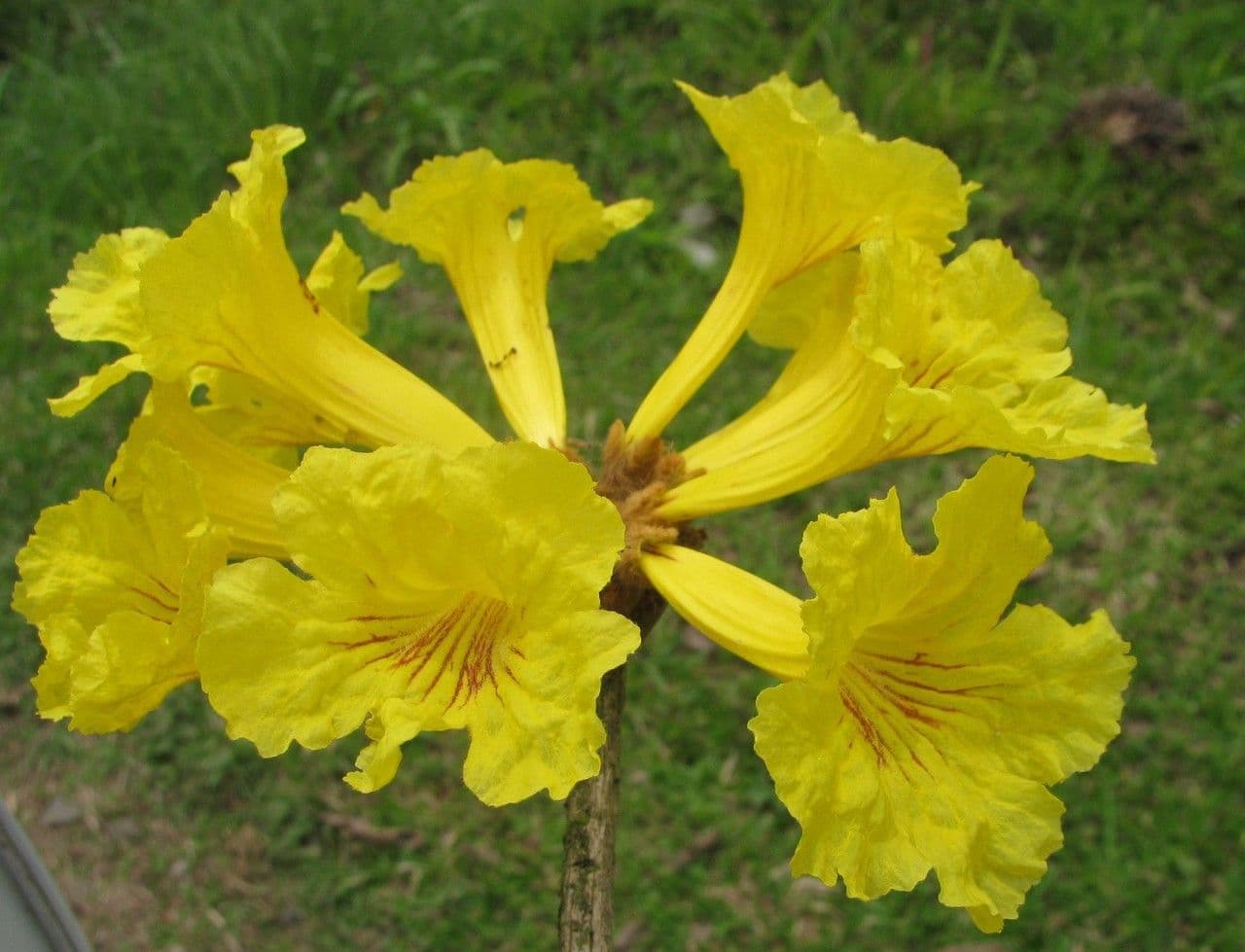 Lapacho giallo 28