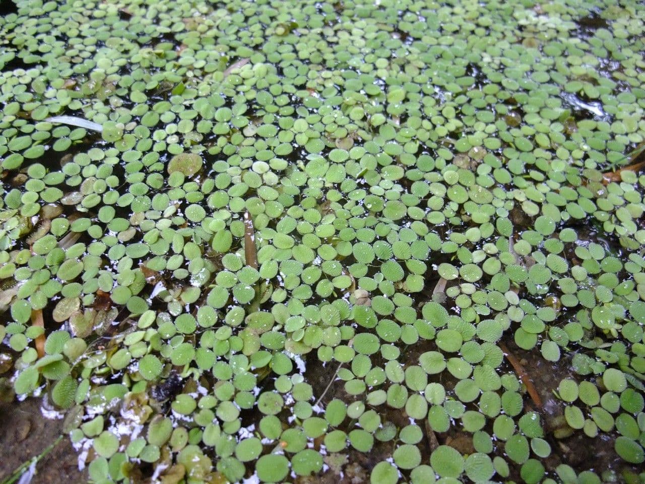 Salvinia ucholistá 2