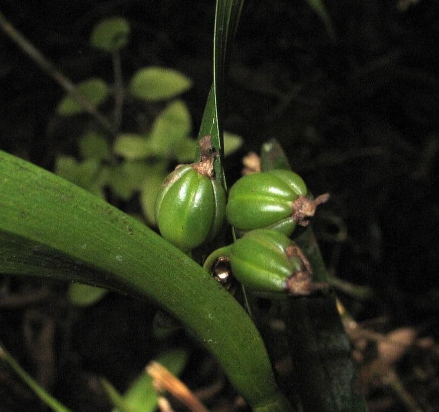 Scaphyglottis 3