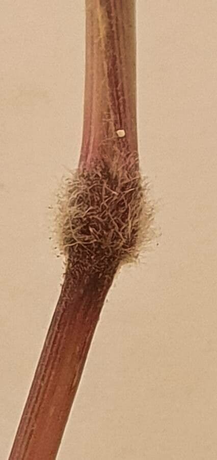 Enneapogon 15