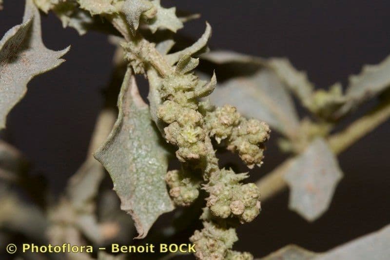 Atriplex suberecta