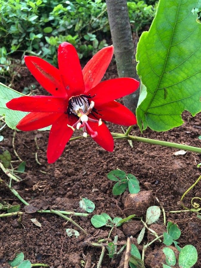 Passiflora 3
