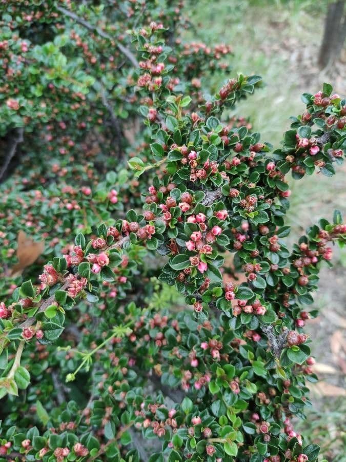 Cotoneaster 7
