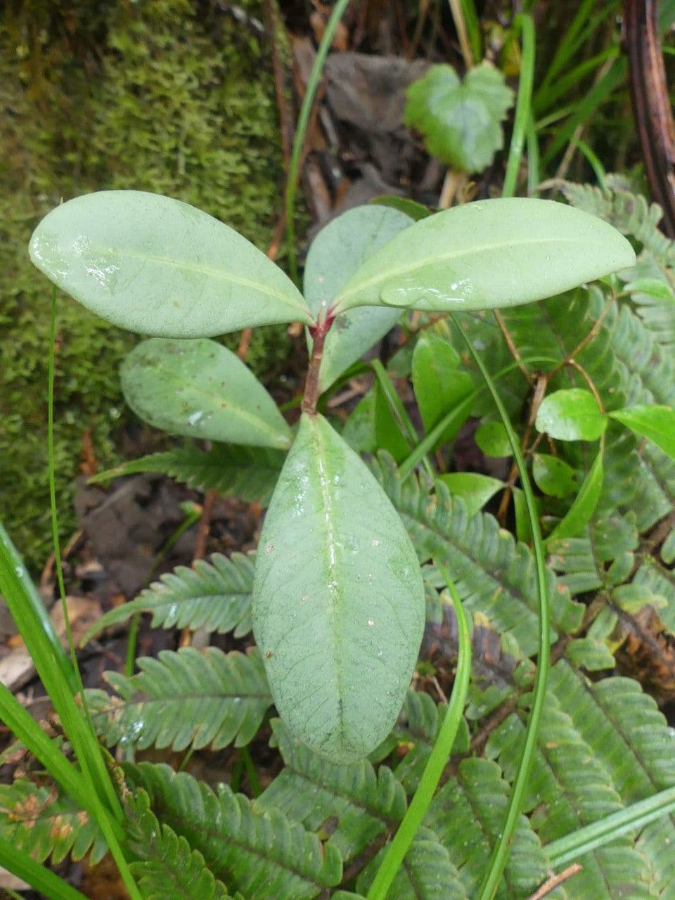 Badula 3
