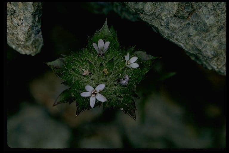 Navarretia 4