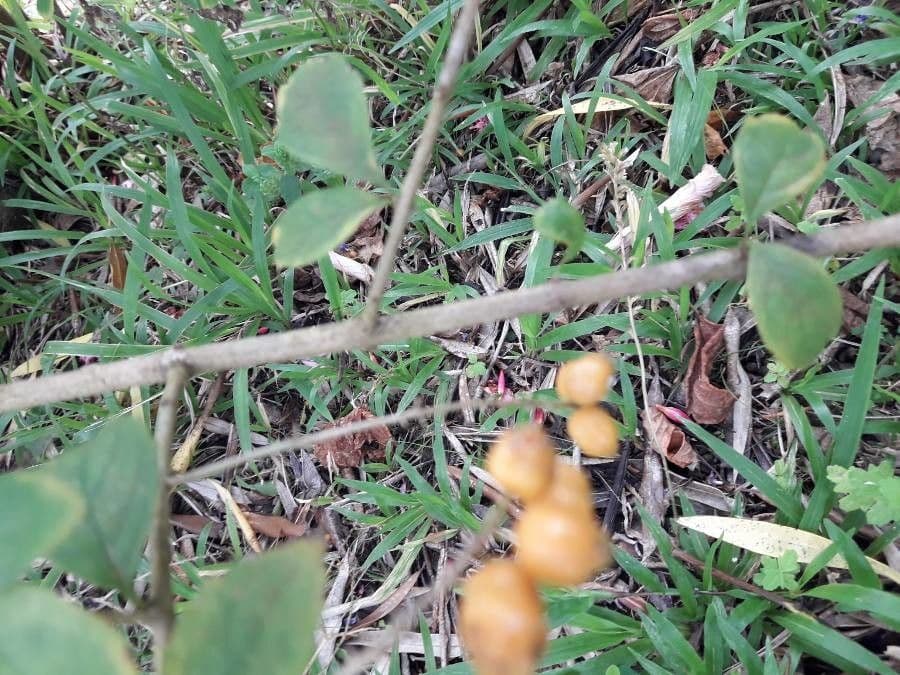 Duranta erecta 24