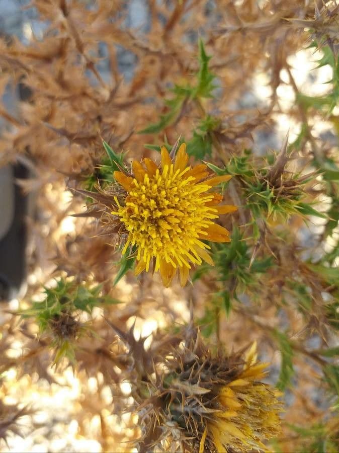 Carlina corimbosa 30