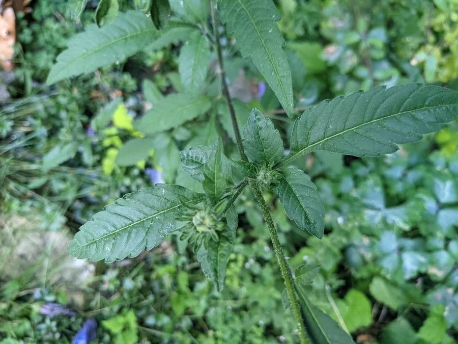 Bidens vulgata 19