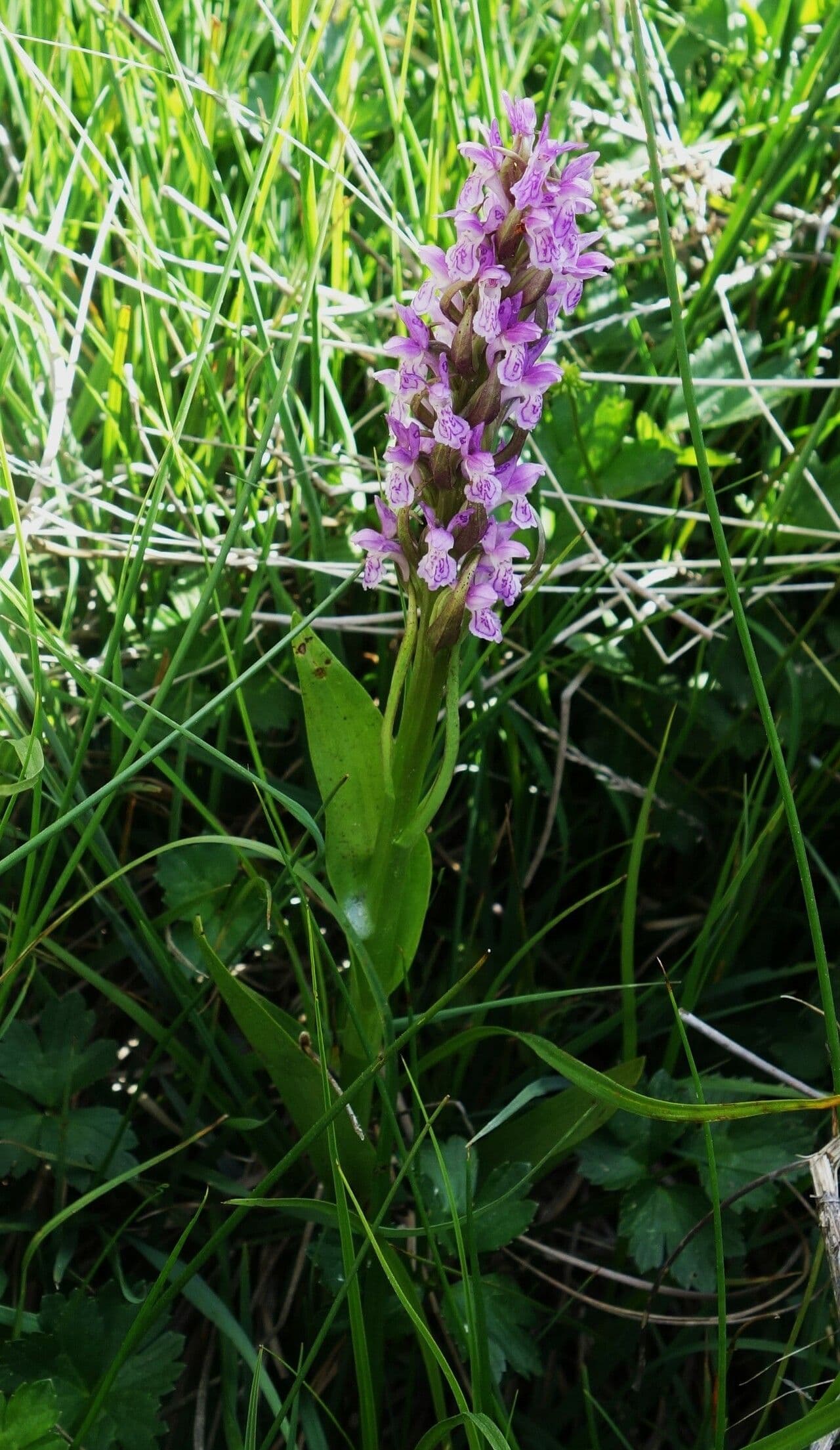 Orchide incarnata 8