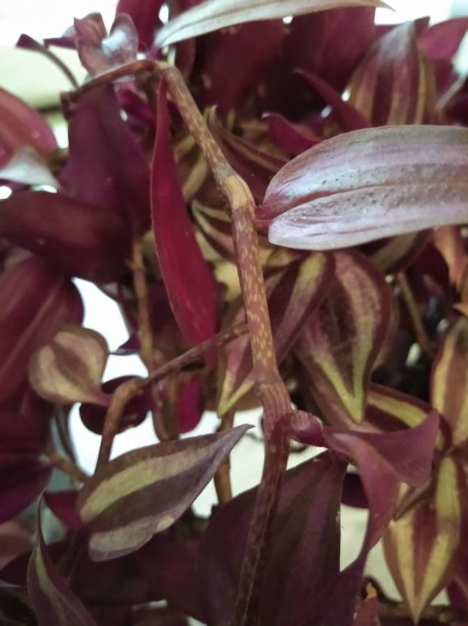 Tradescantia 20