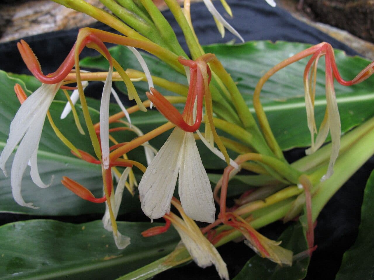 Hedychium 2