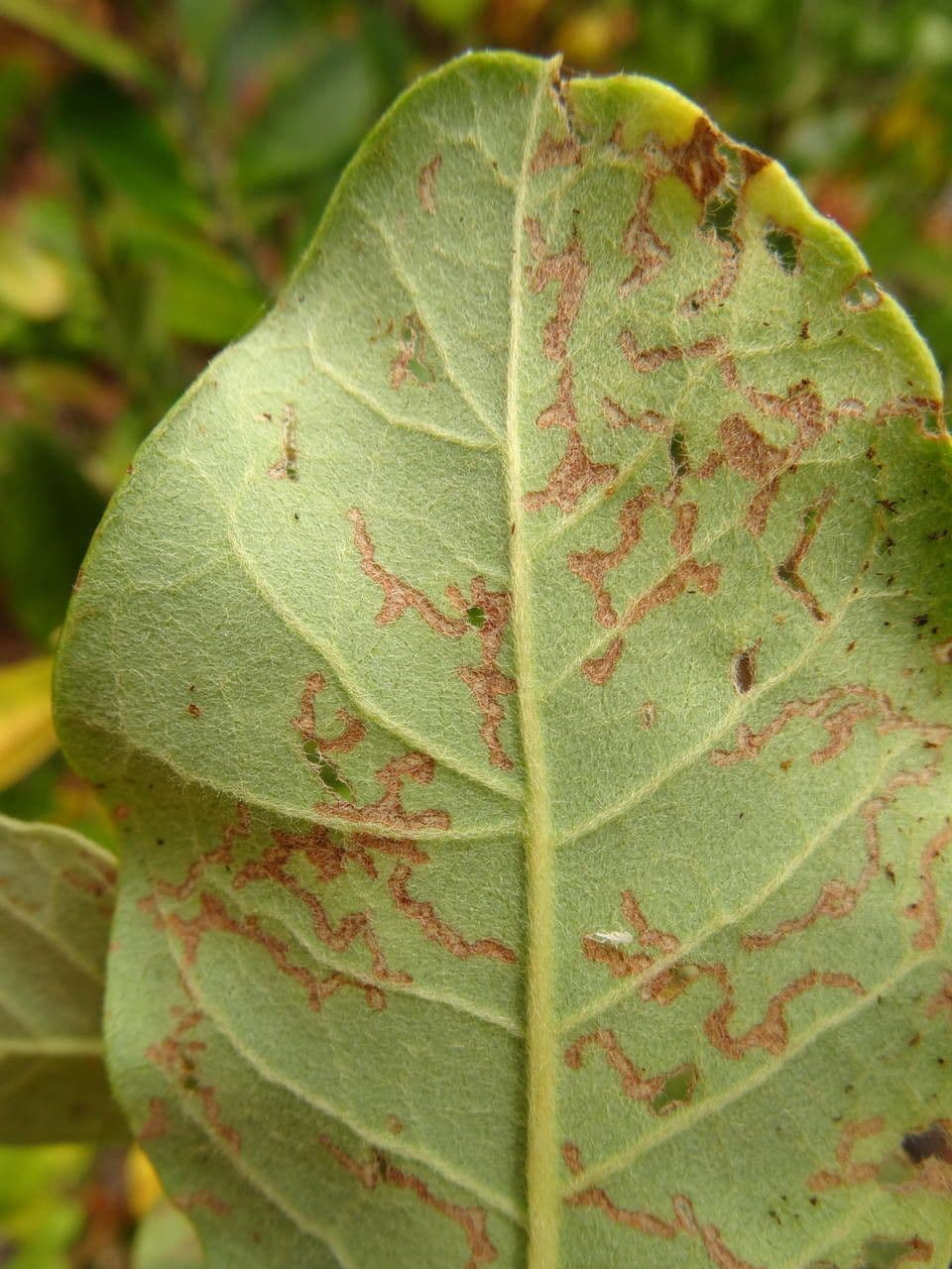 Stigmaphyllon 12