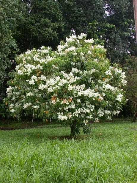Miconia 13