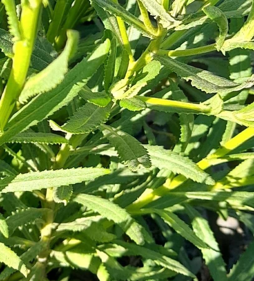 Senecio pterophorus 17