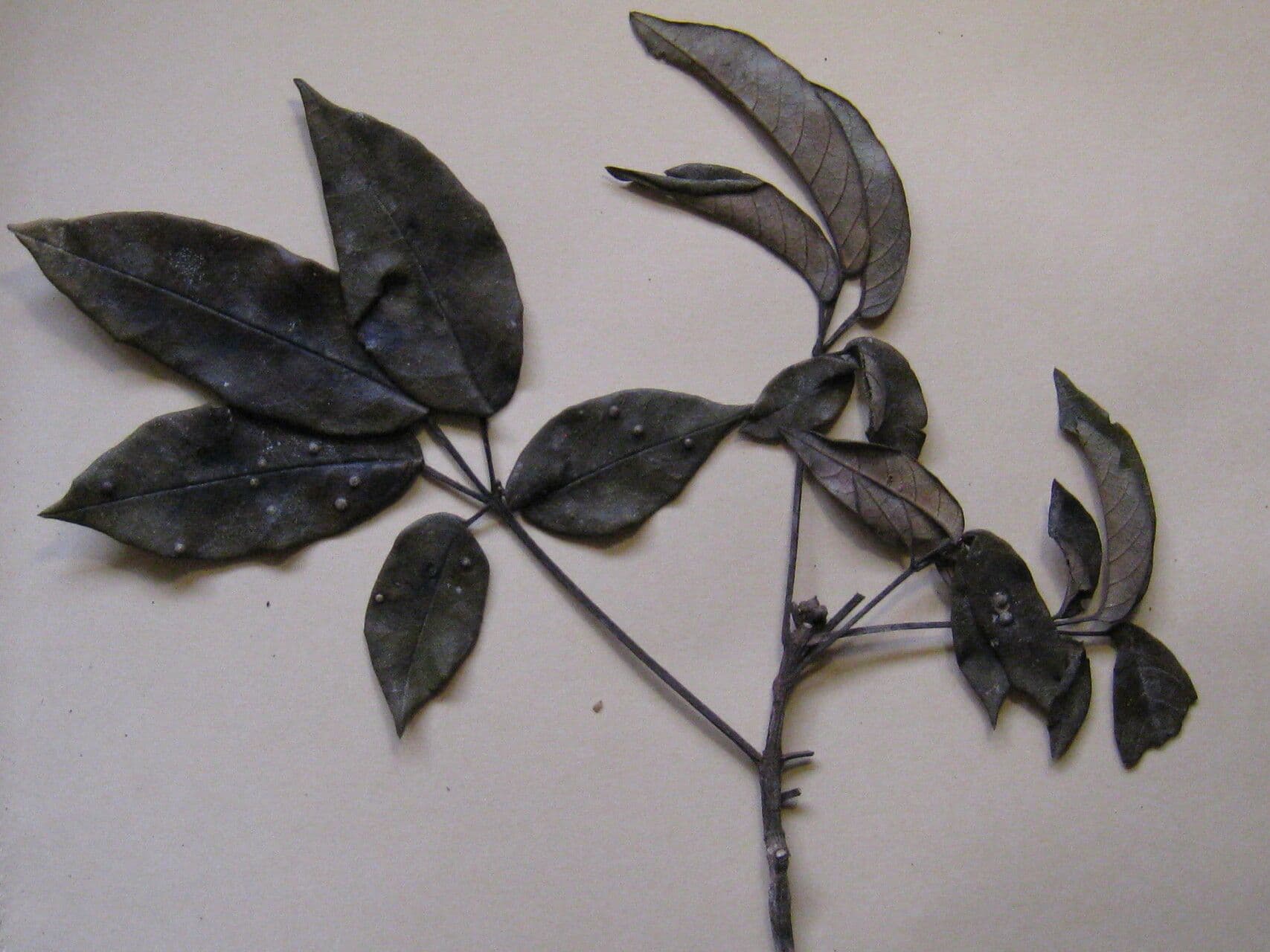 Handroanthus 2