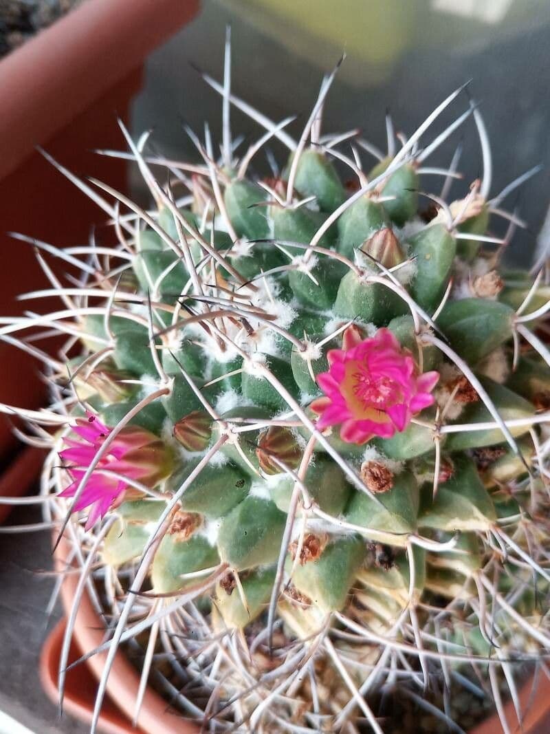 Mammillaria 2