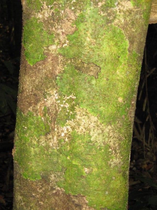 Talisia 3