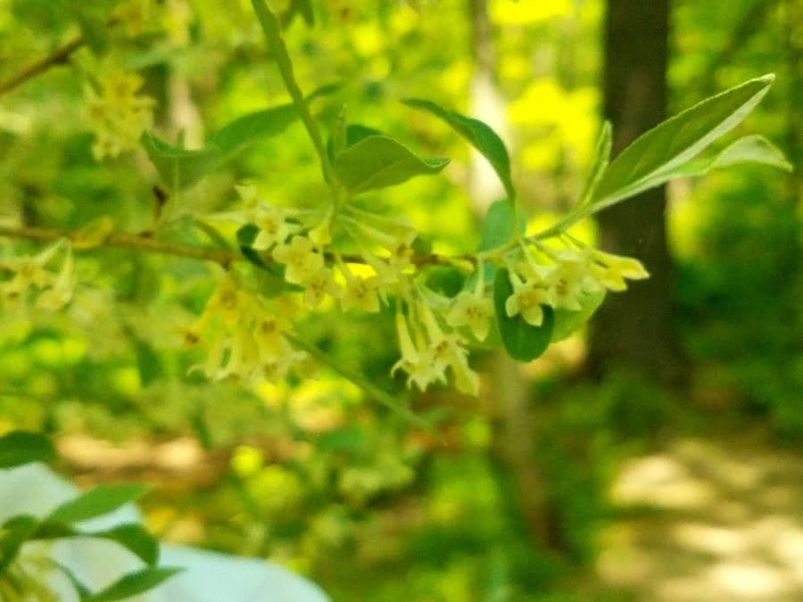 Elaeagnus multiflora 9