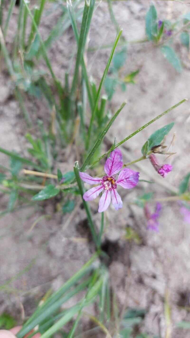 Cuphea pegajosa 3