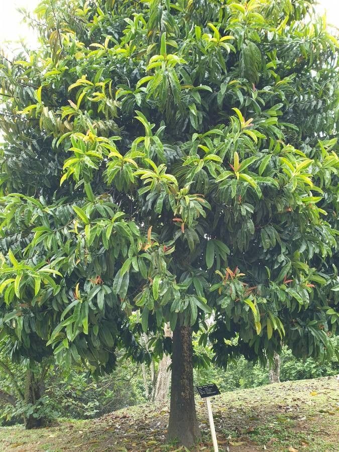 Garcinia verde 4