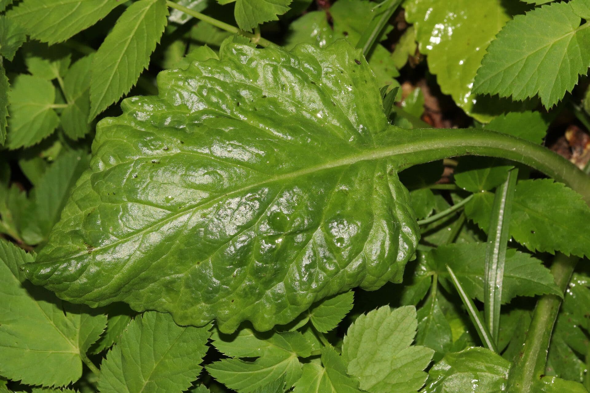 Tephroseris 8