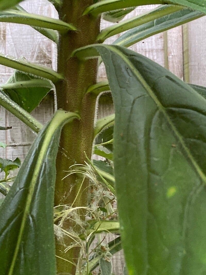 Echium pininana 17