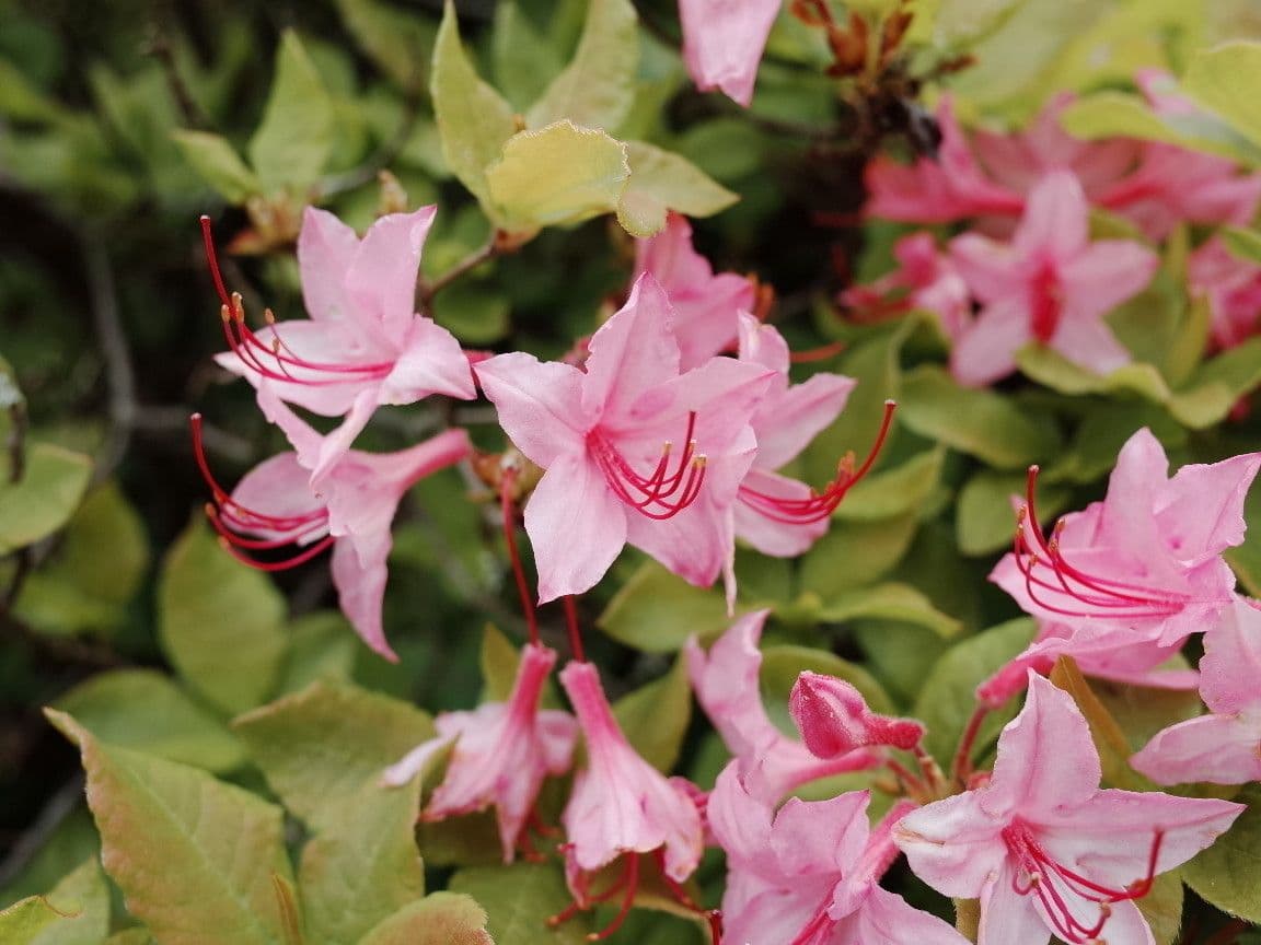 Rododendro 5