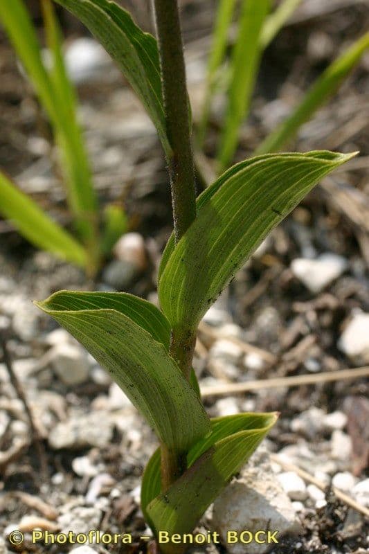 Elleborine violacea 22