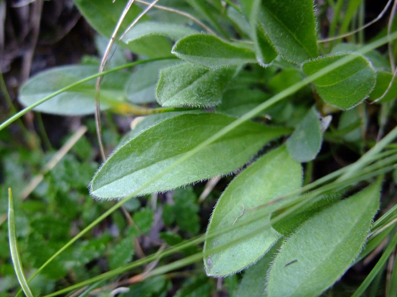 Alpen-Aster 15